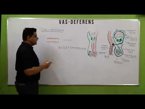 Vas deferens | Male Reproductive System | Functions of Vas Deferens | Vasectomy | पुरुष नसबंदी