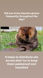Did you know beavers frequently groom themselves throughout the day? This grooming helps to disburse oils in their skin across their coats to keep them waterproof and insulating. | Newhouse Wildlife Rescue