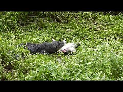 River Otter vs Common Snapping Turtle