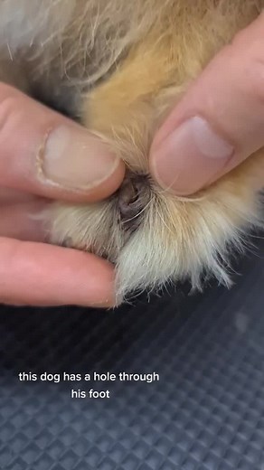 Dealing with Holes in Dogs' Skin: Causes and Remedies
