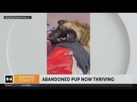 Flea-infested dog found abandoned in Miami now thriving