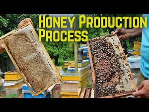 Beekeeping | Honey Production Process | Raising Queen Bees Cells