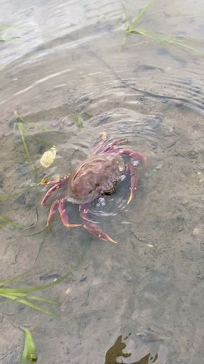 The Crab Whisperer: Communicating with Rock Crabs