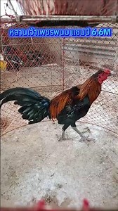 19 พฤศจิกายน ค.ศ. 2025