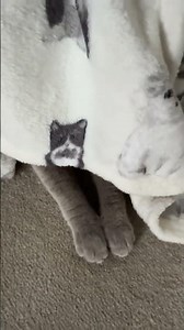 Little Pikachu playing Hide & Seek #britishshorthair #cat #funny #hideandseekgonewrong #kitten