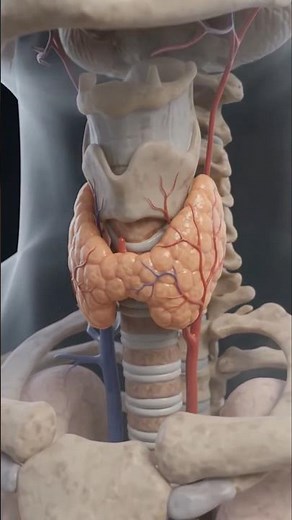 What Is the Thyroid? | Thyroid Gland, Functions & Hormones Explained