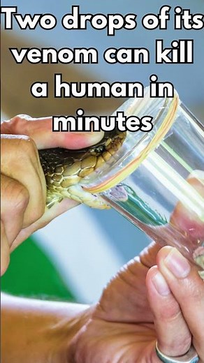 Black Mamba: Fastest and Deadliest Snake on Earth! Surprising Facts Revealed #AnimalFacts #Wildlife