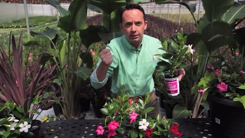 Rio 1.75 Gal. (#12)Hanging Basket Dipladenia Flowering Annual Shrub with Red Blooms 1004124223