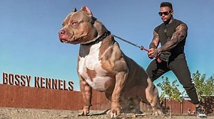 55K views · 541 reactions | Extreme Pitbulls - Best of American Pitbull Dogs | AnimalsWow | Facebook