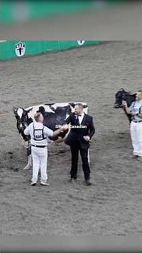 Grand champion world dairy expo 2025 #highlights #worlddairyexpo #america #shonkicanadian