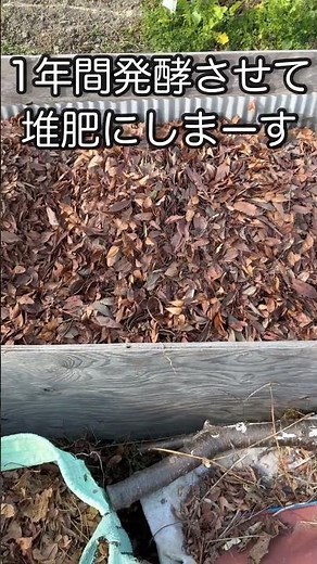 [Field Record 12/23] Making compost from fallen leaves for sowing seeds