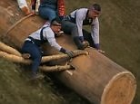 Japanese men risk their lives at ancient log-riding festival