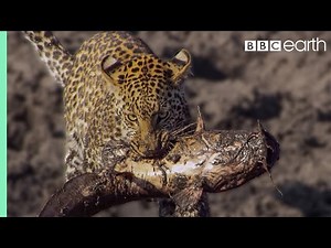 BBC Earth: Leopard Learns How To Catch A Fish