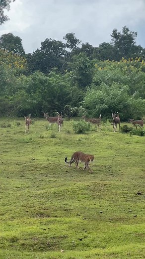 @osinroy shares this amazing moment of a leopard walking while chital are sounding their alarm call in Bandipur Tiger Reserve. #bandipur #leopard #wildlife #nature #deer #alarmcall #travel #junglelodgesjlr Karnataka Tourism Karnataka State Tourism Development Corporation Incredible India India Tourism Bengaluru | Jungle Lodges JLR
