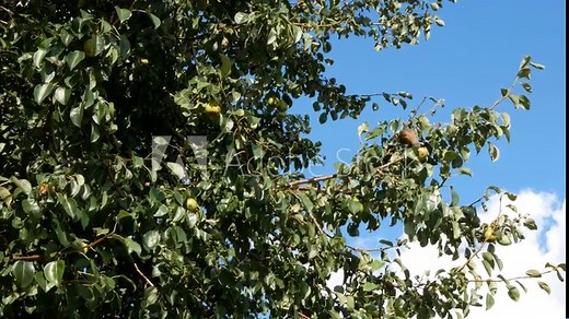 Starling bird damage ripening pear on a fruit tree, close up and selective focus. Birds cause problems for fruit producers
