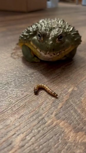 Satisfying Frog Sounds Compilation