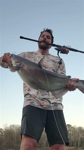 How To Catch River Blue Catfish: FATKAT Rig + Cut Shad Bait = More Fish: FATKAT Best Catfishing Rigs