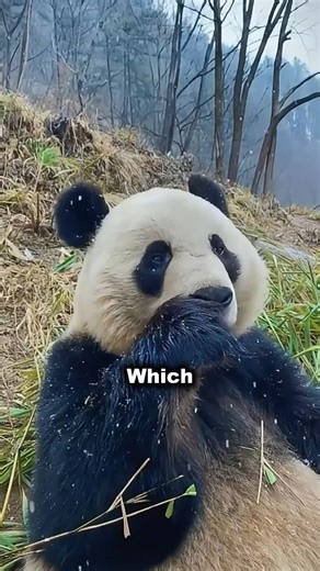 This Is Why Pandas Are So Easily Startled 🤯. #animals #animalfacts #panda #funnypanda #babypanda