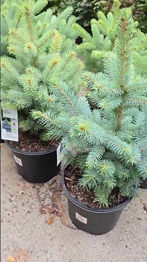 Tiny Norway Spruces at Home Depot 🌲