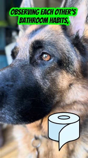 Things dogs should know before living with humans