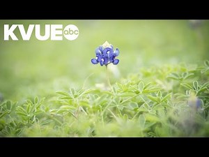Bluebonnets begin blossoming in Central Texas
