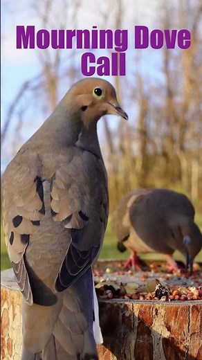 mourning dove call #mourningdove #nostalgia #birdsounds #nature #wildlife #nostalgic