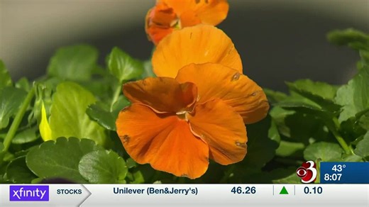 In the Garden: Planting Pansies