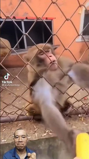 Witness The moment An Angry Monkey Destroys A Banana! 🍌😡 #naughtymonkey #shorts #funnymonkeys