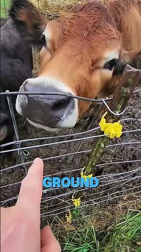 How Electric Fences Work