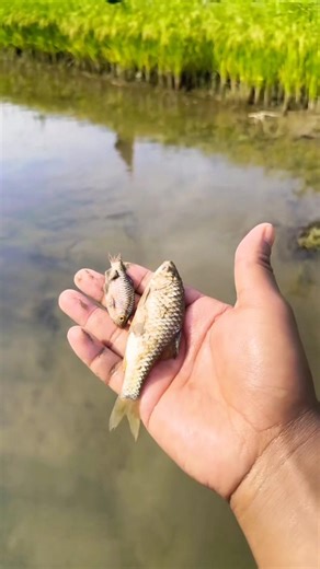 Two tiny fish were stranded by the riverbankI gently picked them up and set them free again#fishing