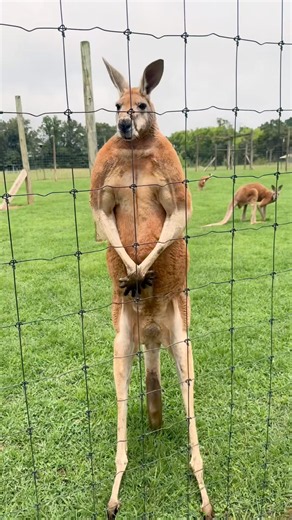 Kangaroo Sizing You Up #kangaroo