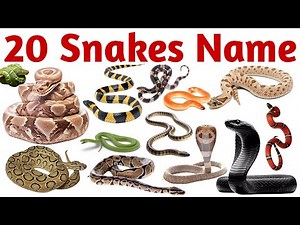 20 Snake Names for Kids | Learn Snake Species in English with Pictures, Facts & Fun Sounds