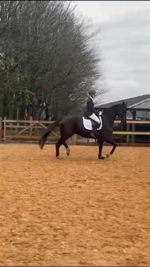 Proud of this outstanding mare ‘Diva’ on her first ever trip away from home. An absolute pro from start to finish. Great backing job done by Team 17 (soon to be 18) emilybrewerdressage and riley.bond.1 Her new ‘Envy’ saddle was fitted by David Taylor last week and allows her total freedom to move 🦄 aviarsaddles_uk | Anna Ross Dressage