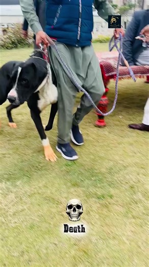 Death 💀 #sardarfawadaligujjar #viraltiktok #pakgujjargroup #fyourpage #fyppppppppppppppppppppppp