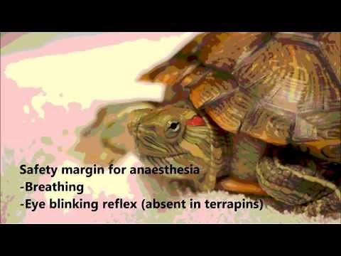 A terrapin has a painful right ear abscess