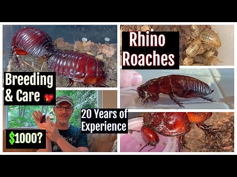 Breeding Macropanesthia rhinoceros Rhino Roach Care #macropanesthiarhinoceros