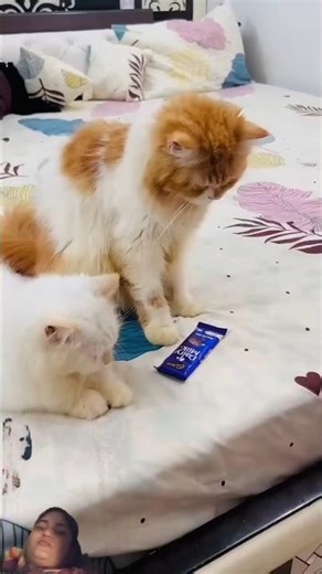 Billu Ne Mali ki chatting kharab kar di #catcomedy #catfunny #catvideos