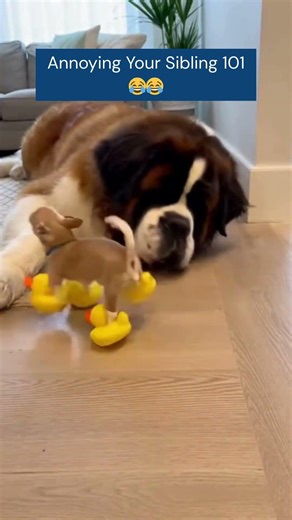 Annoying Your Sibling 101 With Squeaky Slippers