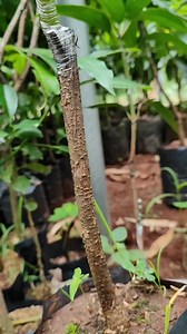 1.3M views · 7.8K reactions | Propagation mango by grafting EP11 #reels #gardening #foryou | GraftingPlants | Facebook