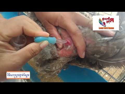 វិធីបង្កាត់ស្ពែមសិប្បនិម្មិត ( artificial insemination of chicken )