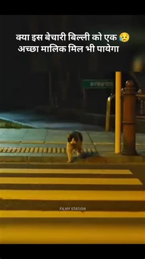 Cat Recovery After Hit by Car: A Heartwarming Journey