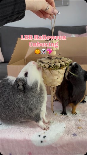 LBB Unboxing Halloween Edition 👻🎃 Win and Lu love helping with an unboxing video! They get so excited and want to try everything 😍 They jumped into the box so many times I lost count 🤣 Use our code 𝗖𝗛𝗟𝗢𝗦𝗣𝗜𝗚𝗚𝗜𝗘𝗦𝟭𝟬 to save on orders 🛍️ • • • 🌸DISCOUNTS🌸 @littlehayco - CHLOSPIGGIES @luxurybunnybakery - CHLOSPIGGIES10 @buttercuppetproducts - CHLOS.PIGGIES @kavee_pets - CHLOPIGGIES5 - 5 off when you spend 50 CHLOPIGGIES10 - 10 off 100 CHLOPIGGIES20 - 20 off 120 (all currencies £€
