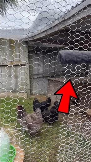 Simple trick that can make chicken mesh visible 😮#telugu #telugushorts