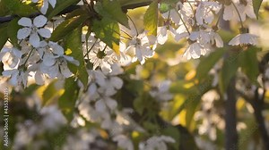 Cinematic view of cherry blossom in spring. Sunset light shines through the petals of the blossoming cherry tree.