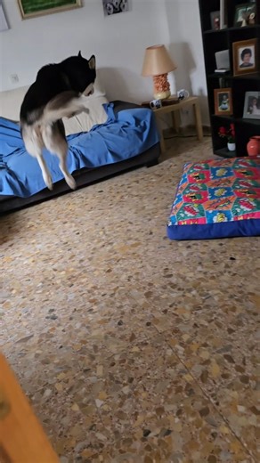 SUPER BALTO 🤣 | Bombón the Husky & Max