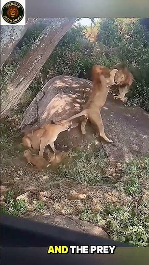 Unbelievable Power! Lion Attacks Its Prey Like a Monster
