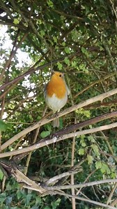 43K views · 6.5K reactions | #buddytherobin singing his beautiful autumnal songs and feeling very relaxed and comfortable standing on one leg 李 #birdsong #songbird #birdssinging #birdlovers #birdwhisperer #birdreels #birdsoffacebook #birds #facebookreel #naturereels #naturelovers | The Robin Whisperer | Facebook