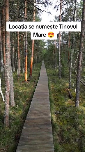 Discover Tinovul Poiana Stampei: Romania's Hidden Paradise