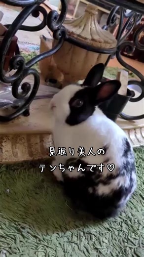 #テンちゃんと太郎 #うさぎ 見返り美人のテンちゃんです♡
