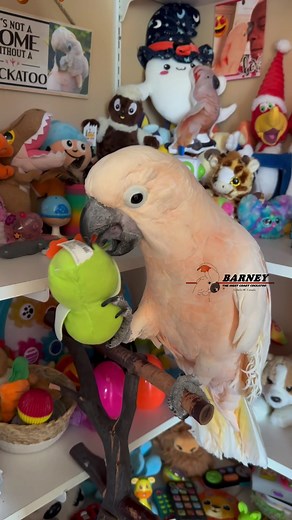Choosing the Perfect Toy for Barney the Cockatoo